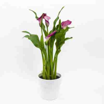 Purple calla lily plant in white pot