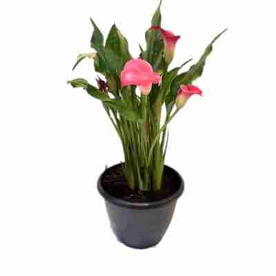 Pink Calla Lily plant in black pot