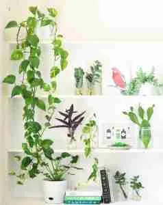 Green Plants hanging on wall