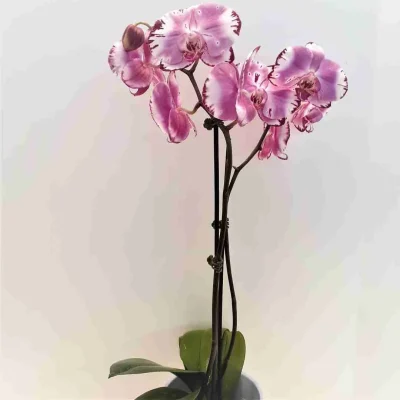 Phalaenopsis Purple Orchid Flower in Ceramic Pot