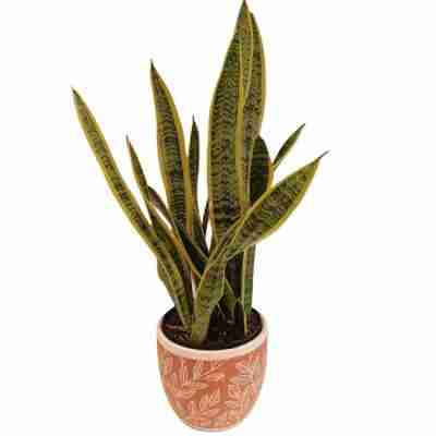 Snake Plant Small and Large