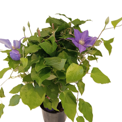Clematis Plant